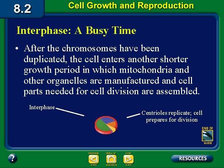 Interphase: A Busy Time • After the chromosomes have been duplicated, the cell enters