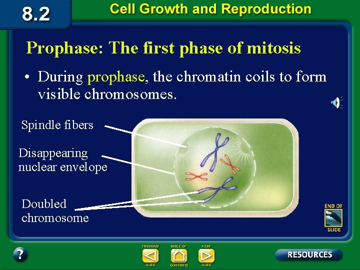 Prophase: The first phase of mitosis • During prophase, the chromatin coils to form