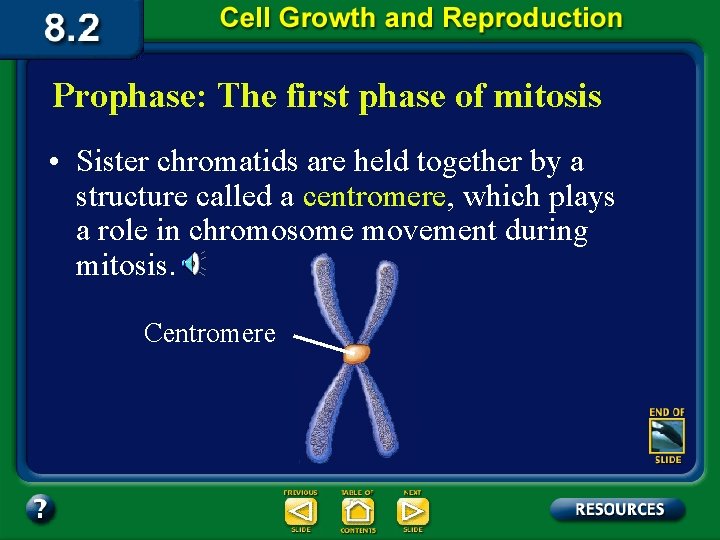 Prophase: The first phase of mitosis • Sister chromatids are held together by a