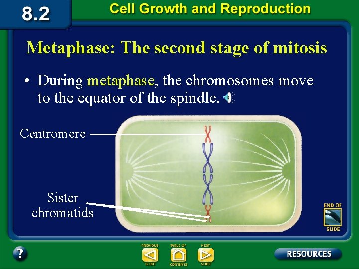 Metaphase: The second stage of mitosis • During metaphase, the chromosomes move to the