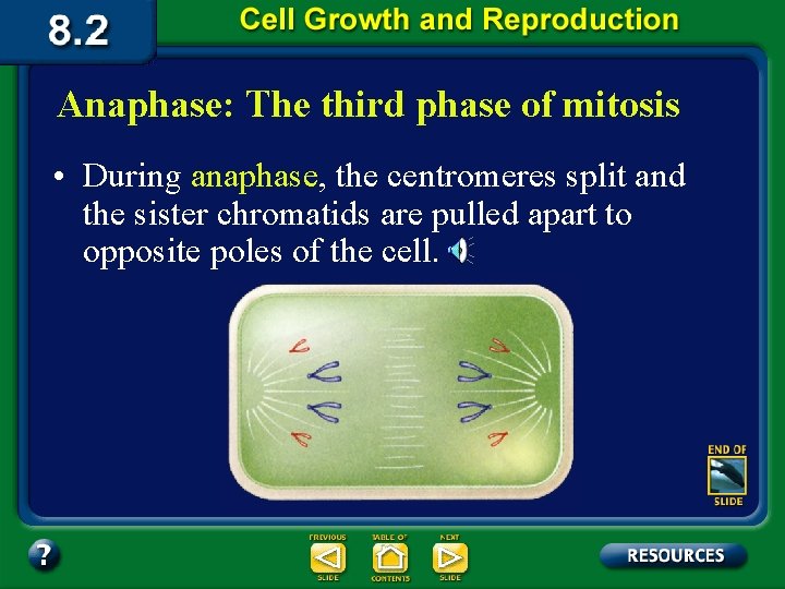 Anaphase: The third phase of mitosis • During anaphase, the centromeres split and the