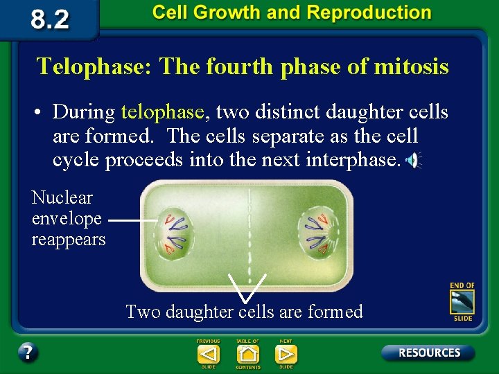 Telophase: The fourth phase of mitosis • During telophase, two distinct daughter cells are