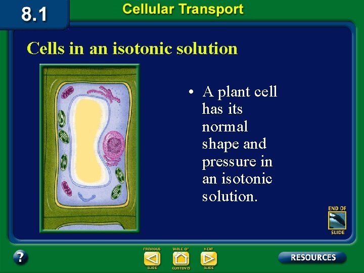 Cells in an isotonic solution • A plant cell has its normal shape and