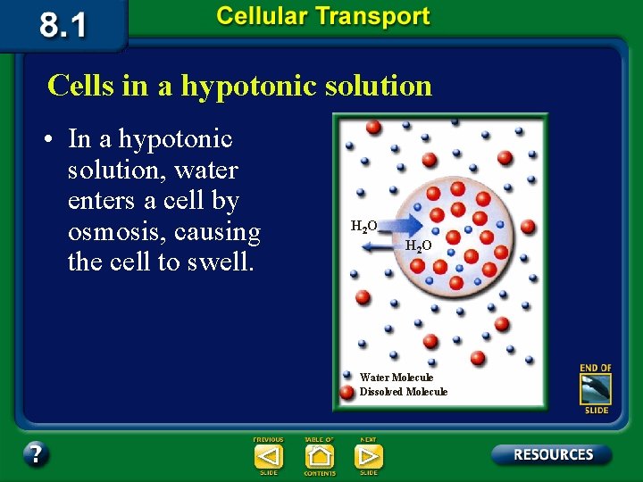 Cells in a hypotonic solution • In a hypotonic solution, water enters a cell