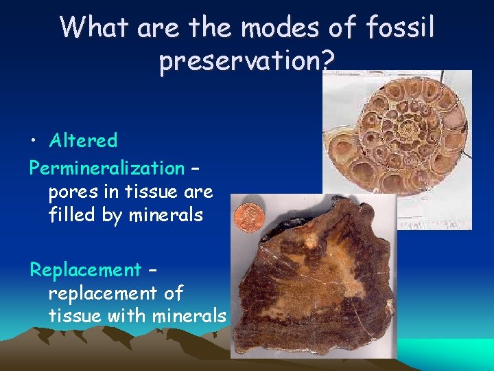 What are the modes of fossil preservation? • Altered Permineralization – pores in tissue