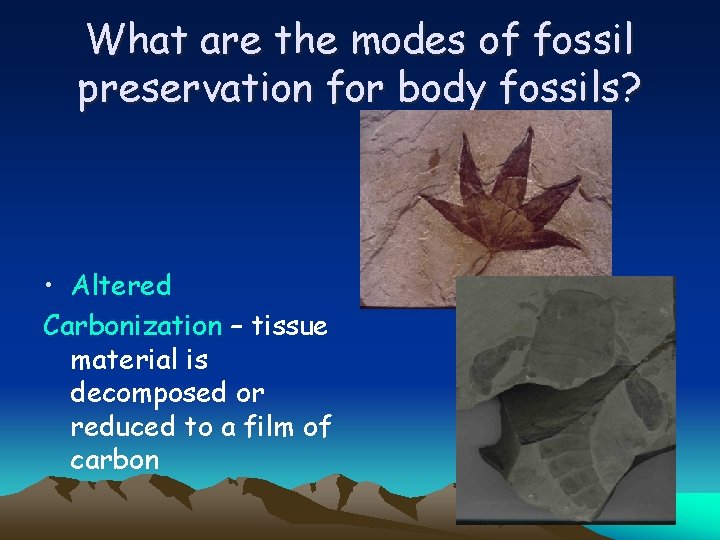 What are the modes of fossil preservation for body fossils? • Altered Carbonization –