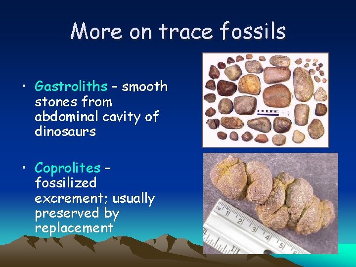 More on trace fossils • Gastroliths – smooth stones from abdominal cavity of dinosaurs
