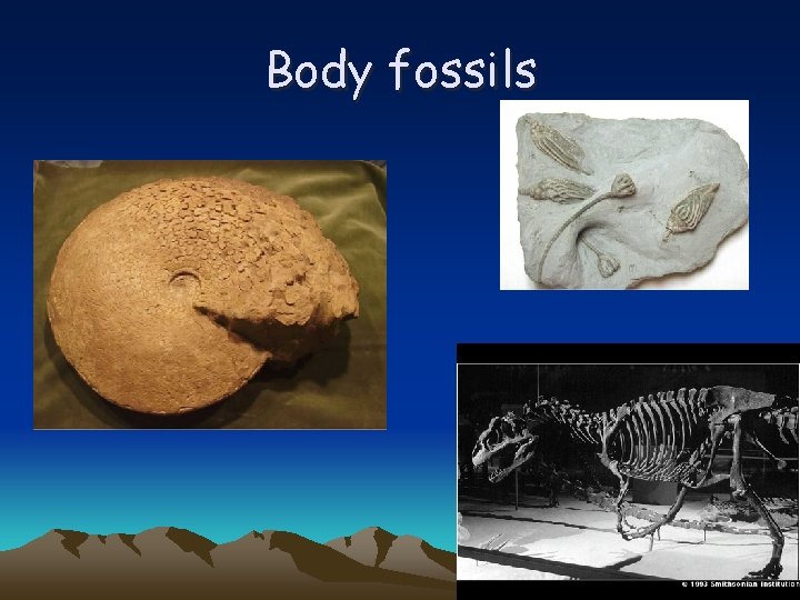 Body fossils 