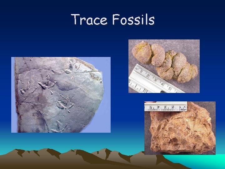Trace Fossils 