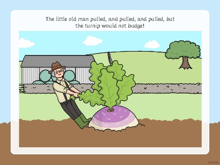 The little old man pulled, and pulled, but the turnip would not budge! 