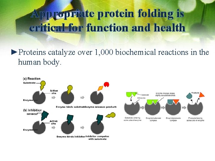 Appropriate protein folding is critical for function and health ►Proteins catalyze over 1, 000