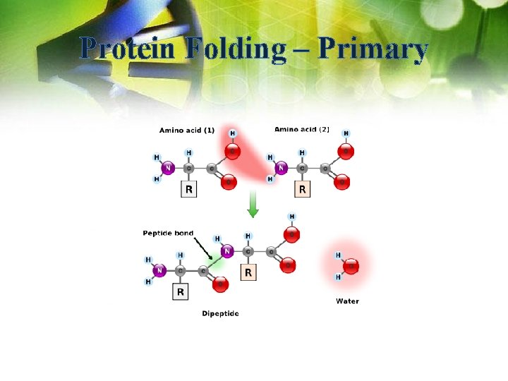 Protein Folding – Primary 