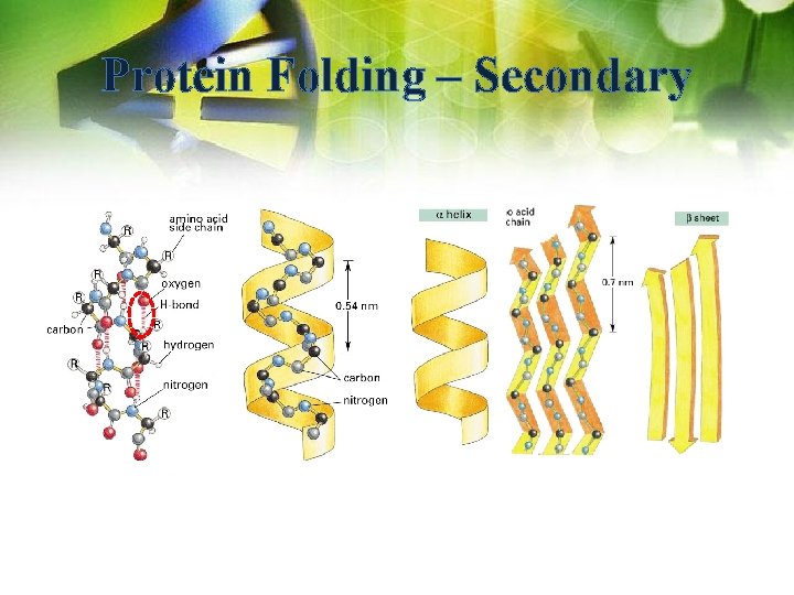 Protein Folding – Secondary 