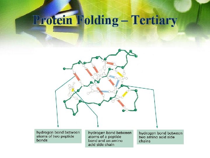 Protein Folding – Tertiary 