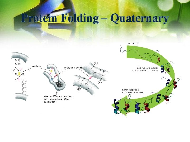 Protein Folding – Quaternary 