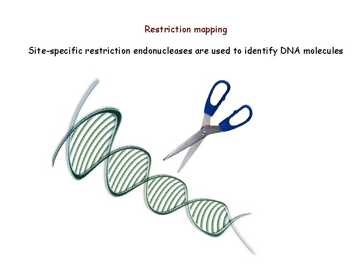 Restriction mapping Site-specific restriction endonucleases are used to identify DNA molecules 