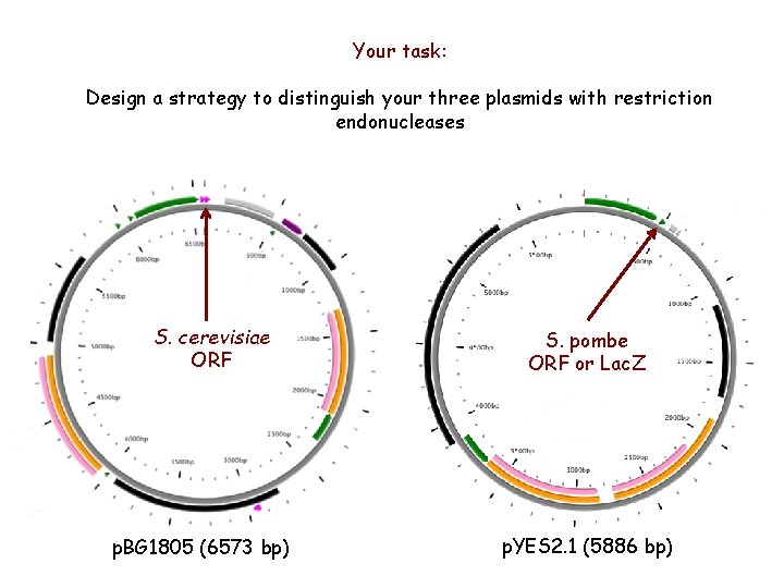 Your task: Design a strategy to distinguish your three plasmids with restriction endonucleases S.
