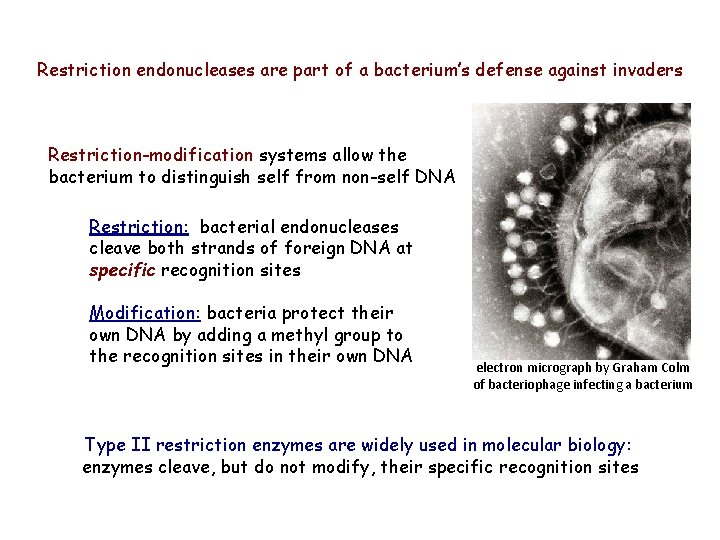 Restriction endonucleases are part of a bacterium’s defense against invaders Restriction-modification systems allow the