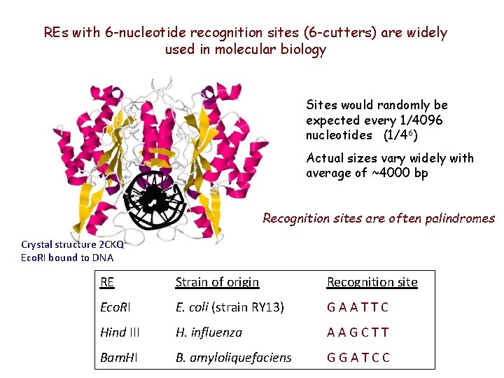 REs with 6 -nucleotide recognition sites (6 -cutters) are widely used in molecular biology