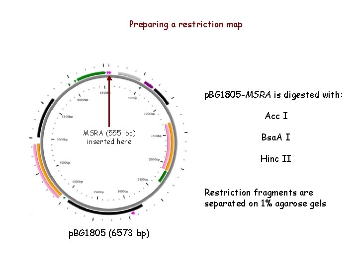 Preparing a restriction map p. BG 1805 -MSRA is digested with: Acc I MSRA