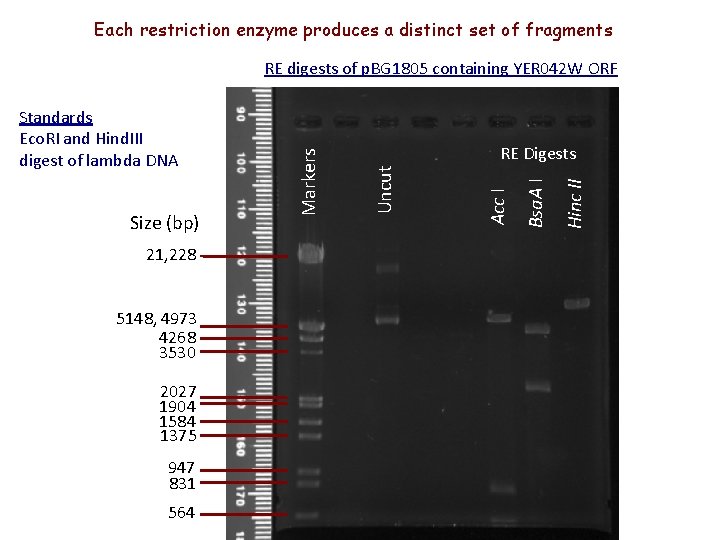 Each restriction enzyme produces a distinct set of fragments 21, 228 5148, 4973 4268