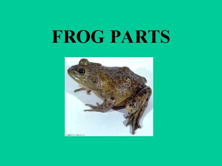 FROG PARTS 