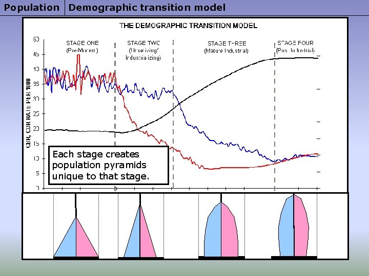 Population Demographic transition model Each stage creates population pyramids unique to that stage. 