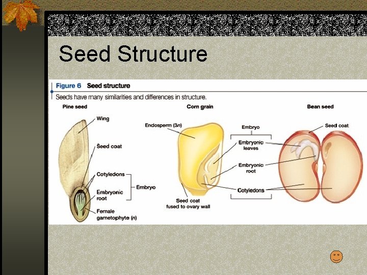 Seed Structure 