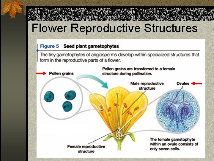 Flower Reproductive Structures 