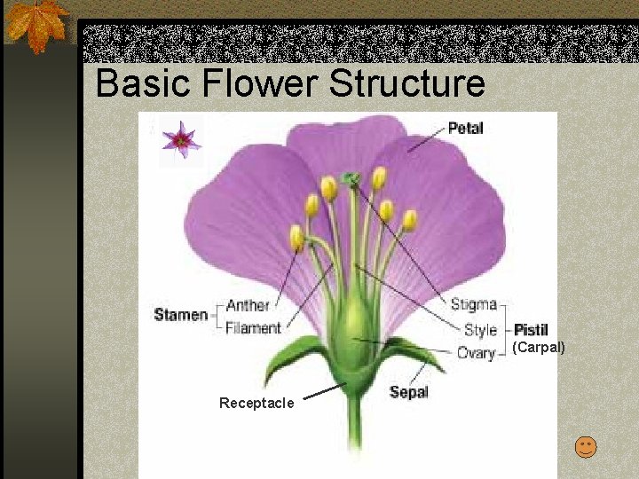 Basic Flower Structure (Carpal) Receptacle 