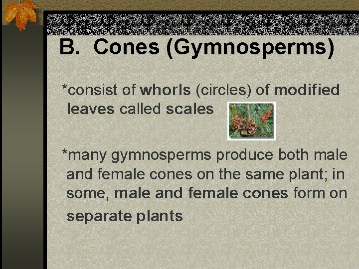 B. Cones (Gymnosperms) *consist of whorls (circles) of modified leaves called scales *many gymnosperms