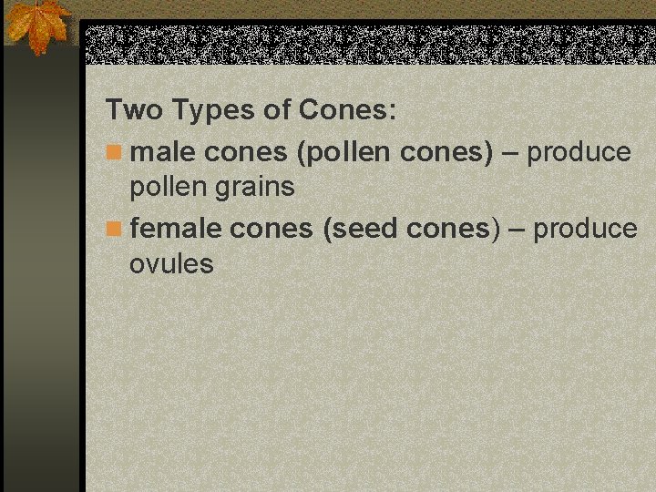 Two Types of Cones: n male cones (pollen cones) – produce pollen grains n