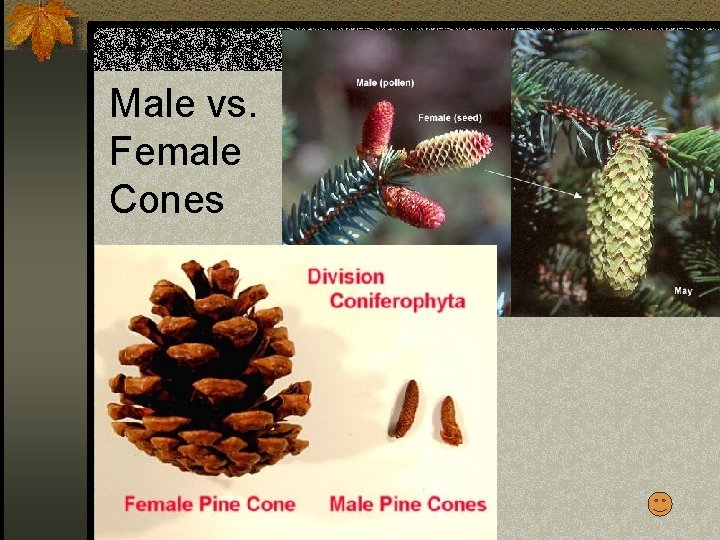 Male vs. Female Cones 