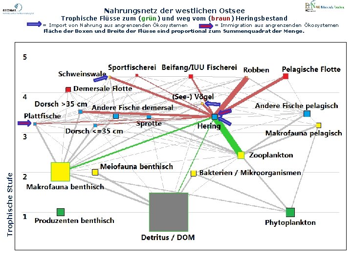 Nahrungsnetz der westlichen Ostsee Trophische Flüsse zum (grün) und weg vom (braun) Heringsbestand Trophische