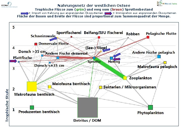 Nahrungsnetz der westlichen Ostsee Trophische Flüsse zum (grün) und weg vom (braun) Sprottenbestand =