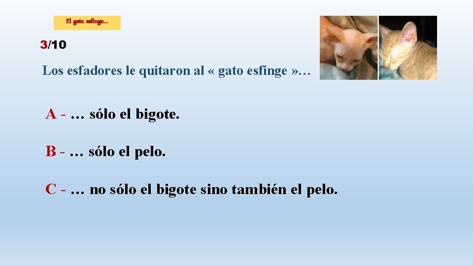 El gato esfinge… 3/10 Los esfadores le quitaron al « gato esfinge » …