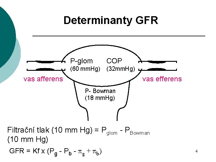 Determinanty GFR P-glom COP (60 mm. Hg) (32 mm. Hg) vas afferens vas efferens