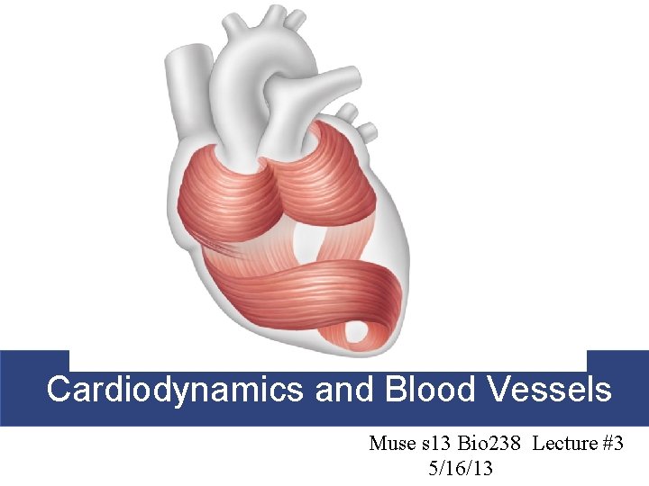 Cardiodynamics and Blood Vessels Muse s 13 Bio 238 Lecture #3 5/16/13 