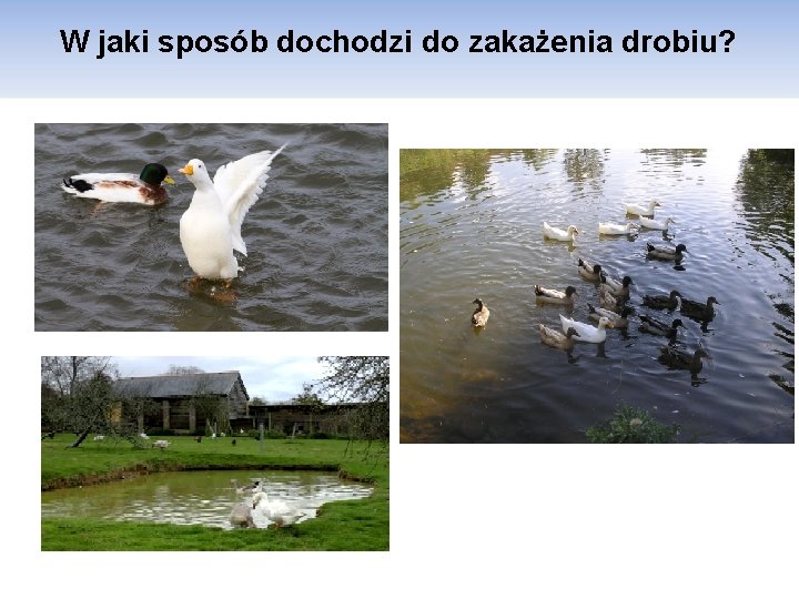 W jaki sposób dochodzi do zakażenia drobiu? 