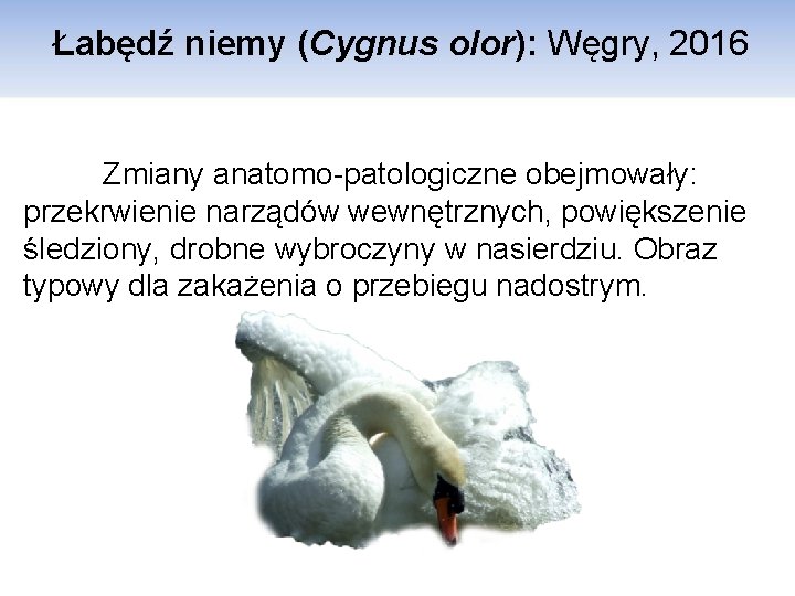 Łabędź niemy (Cygnus olor): Węgry, 2016 Zmiany anatomo-patologiczne obejmowały: przekrwienie narządów wewnętrznych, powiększenie śledziony,