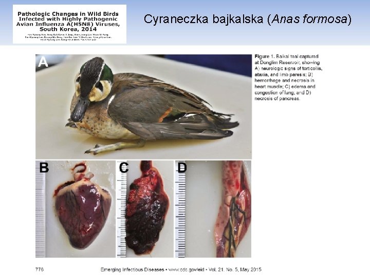 Cyraneczka bajkalska (Anas formosa) 