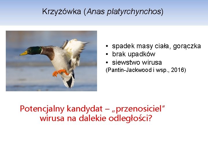 Krzyżówka (Anas platyrchynchos) • spadek masy ciała, gorączka • brak upadków • siewstwo wirusa