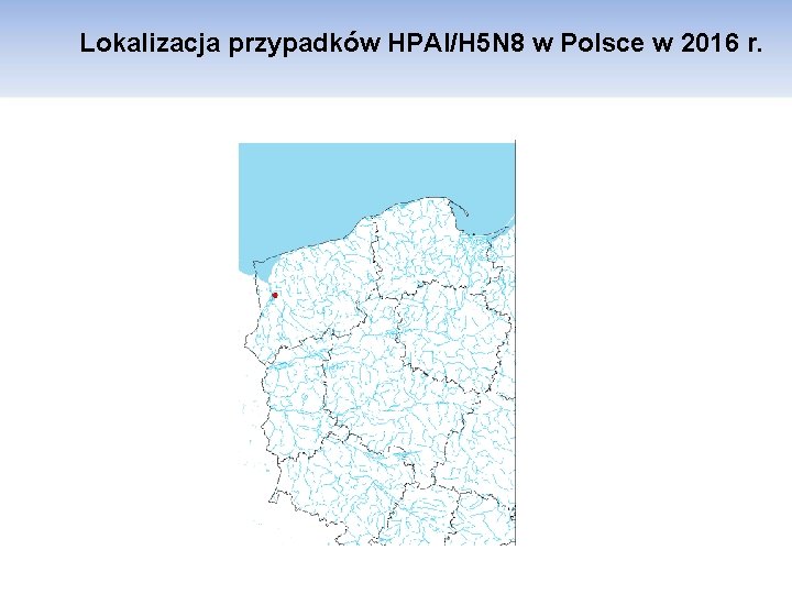 Lokalizacja przypadków HPAI/H 5 N 8 w Polsce w 2016 r. 