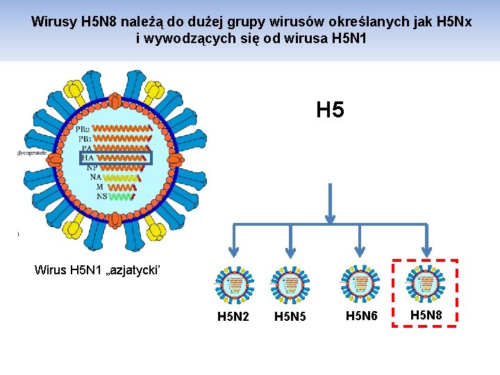 Wirusy H 5 N 8 należą do dużej grupy wirusów określanych jak H 5