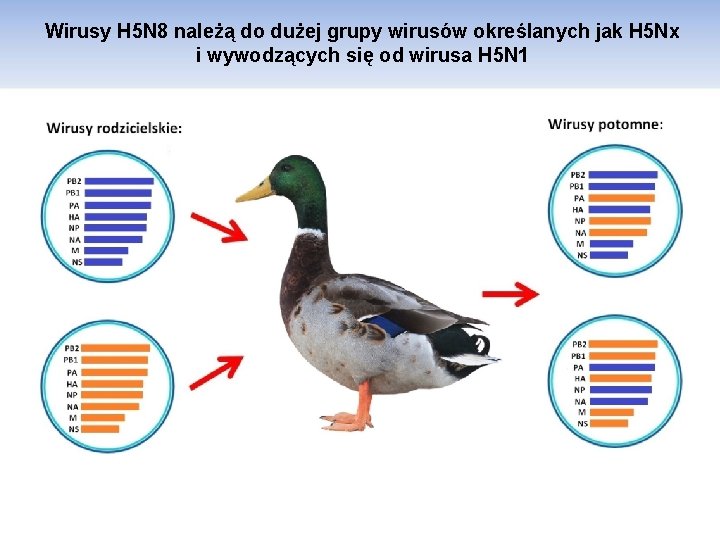 Wirusy H 5 N 8 należą do dużej grupy wirusów określanych jak H 5