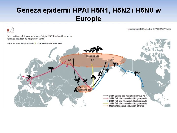 Geneza epidemii HPAI H 5 N 1, H 5 N 2 i H 5