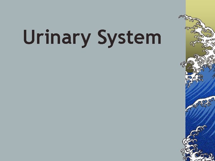 Urinary System 