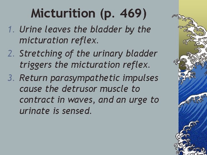 Micturition (p. 469) 1. Urine leaves the bladder by the micturation reflex. 2. Stretching