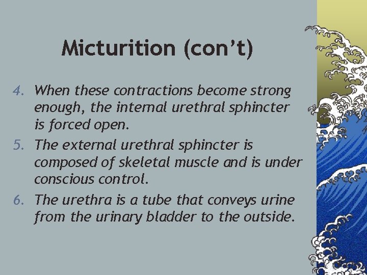 Micturition (con’t) 4. When these contractions become strong enough, the internal urethral sphincter is