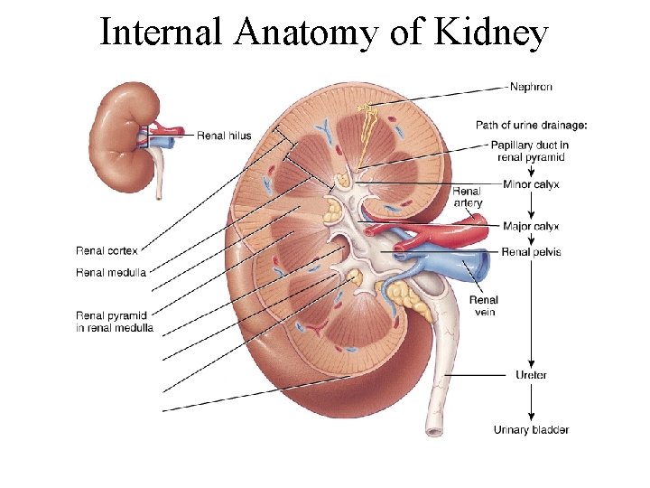 Internal Anatomy of Kidney 